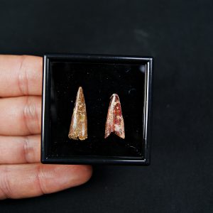 Colección pterosaurio