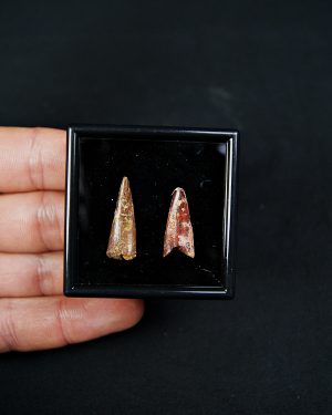 Colección pterosaurio