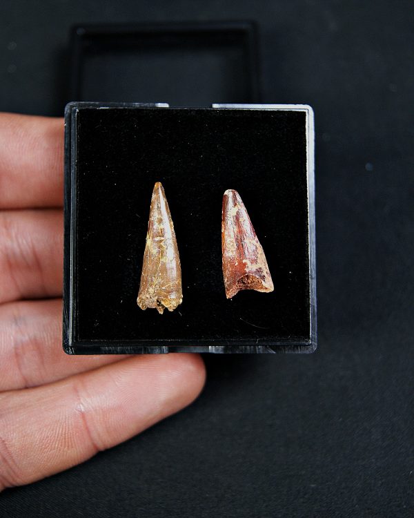 Colección pterosaurio