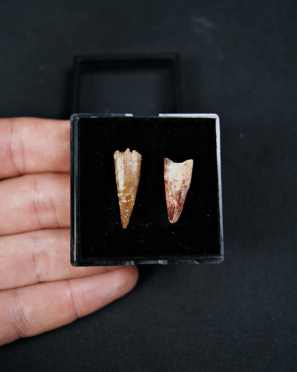 Colección pterosaurio