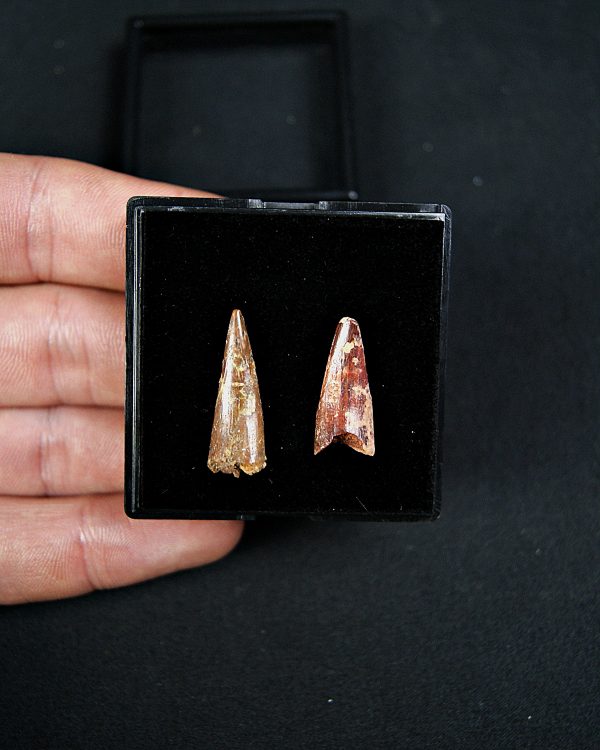 Colección pterosaurio