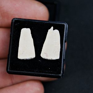 Rostrales de tiburón sierra