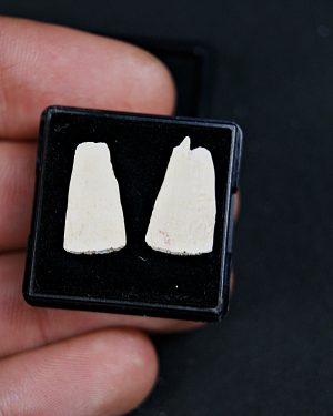 Rostrales de tiburón sierra