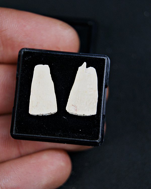 SONY DSC Rostrales de tiburón sierra