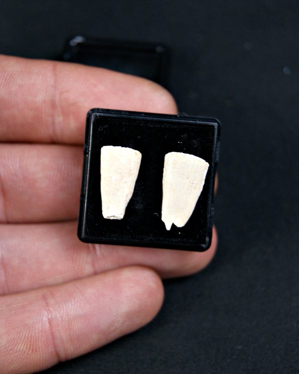 SONY DSC Rostrales de tiburón sierra