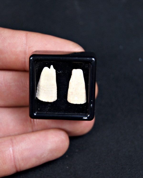 SONY DSC Rostrales de tiburón sierra