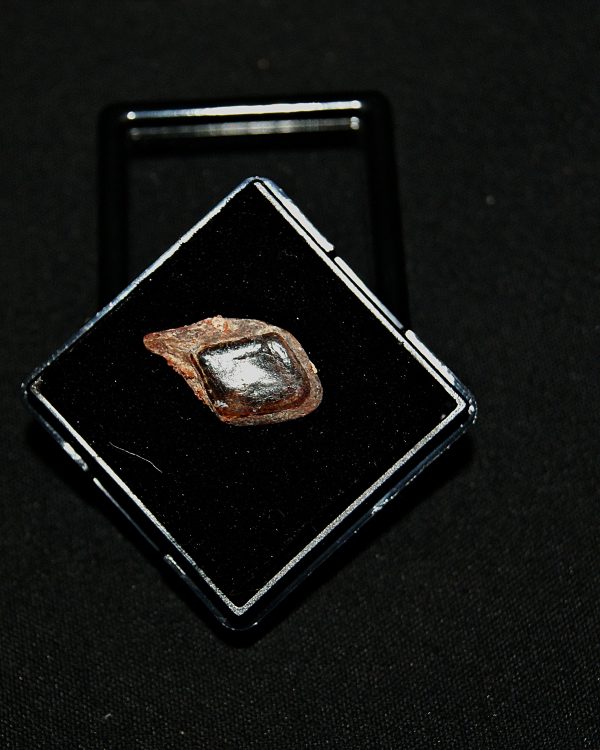 SONY DSC Escama de Lepidotes pawdowski