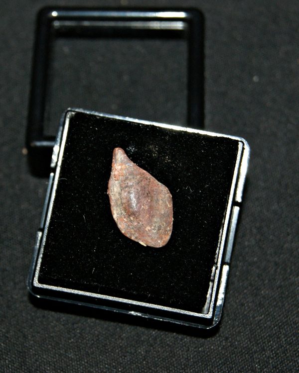 SONY DSC Escama de Lepidotes pawdowski