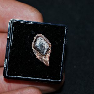 Escama de Lepidotes pawdowski