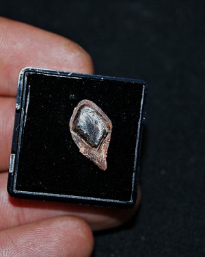 Escama de Lepidotes pawdowski