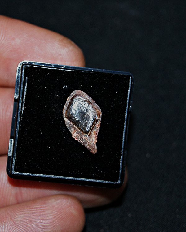 SONY DSC Escama de Lepidotes pawdowski