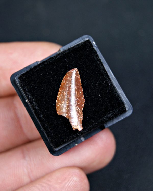 SONY DSC Diente de Abelisaurus