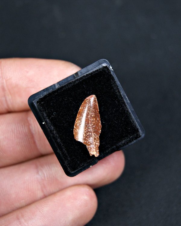 SONY DSC Diente de Abelisaurus