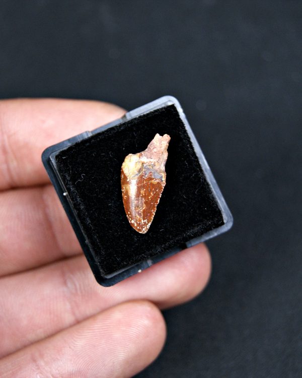 SONY DSC Diente de Abelisaurus