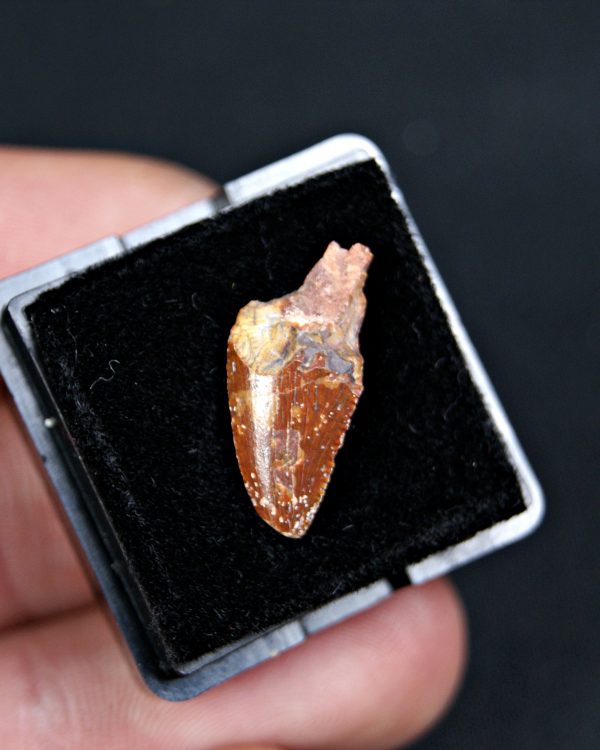 SONY DSC Diente de Abelisaurus