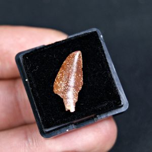 Diente de Abelisaurus