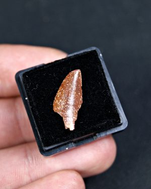 Diente de Abelisaurus