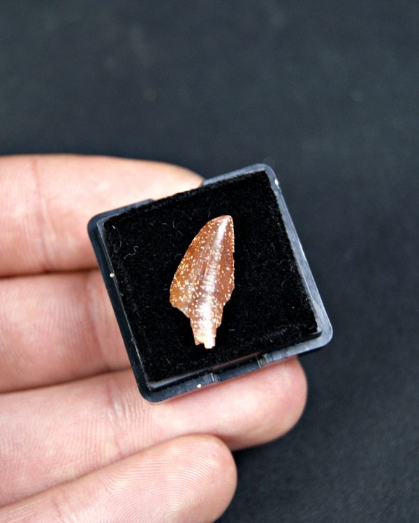 SONY DSC Diente de Abelisaurus