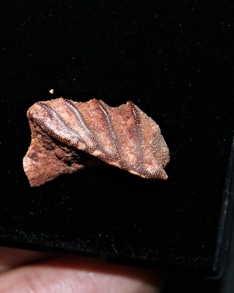 Ceratodus africanus