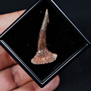 Rostral de Onchopristis numidus