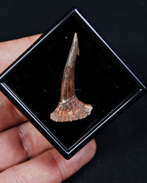 SONY DSC Rostral de Onchopristis numidus