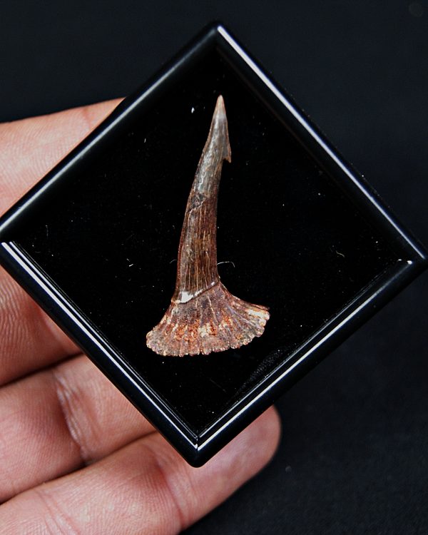 Rostral de Onchopristis numidus