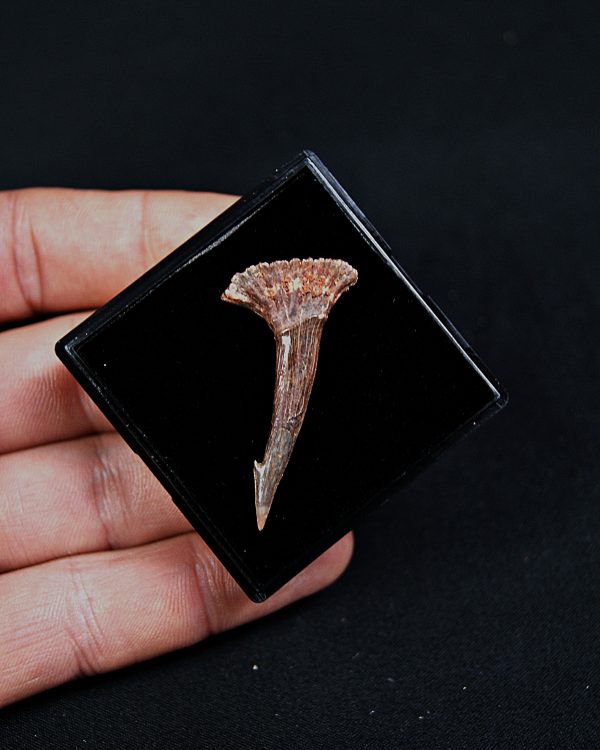 Rostral de Onchopristis numidus