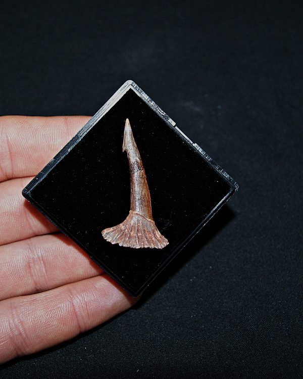 Rostral de Onchopristis numidus