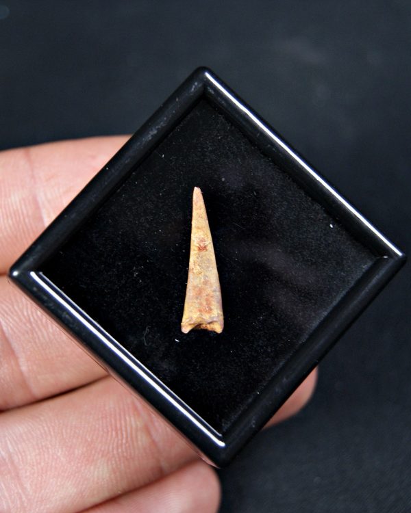 SONY DSC Diente de pterosaurio