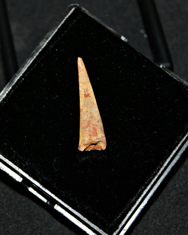 SONY DSC Diente de pterosaurio