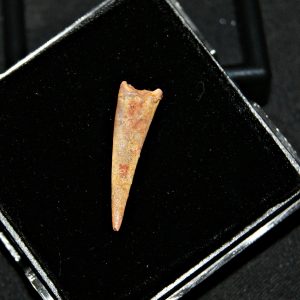 Diente de pterosaurio