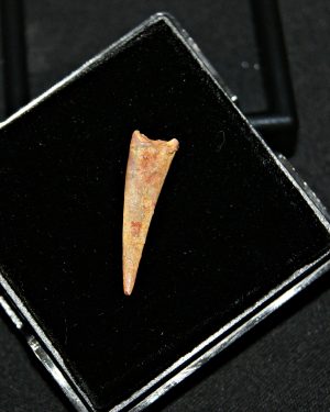 Diente de pterosaurio