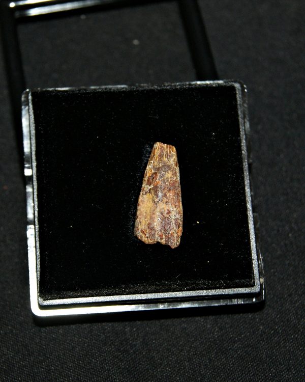 SONY DSC Diente de pterosaurio