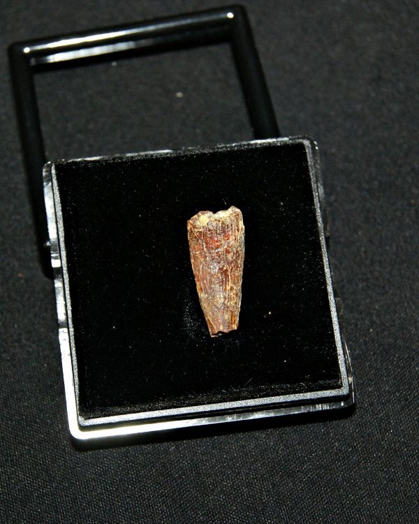 SONY DSC Diente de pterosaurio