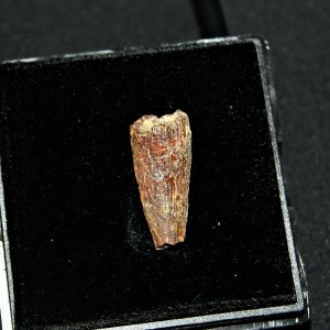 Diente de pterosaurio