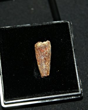 Diente de pterosaurio