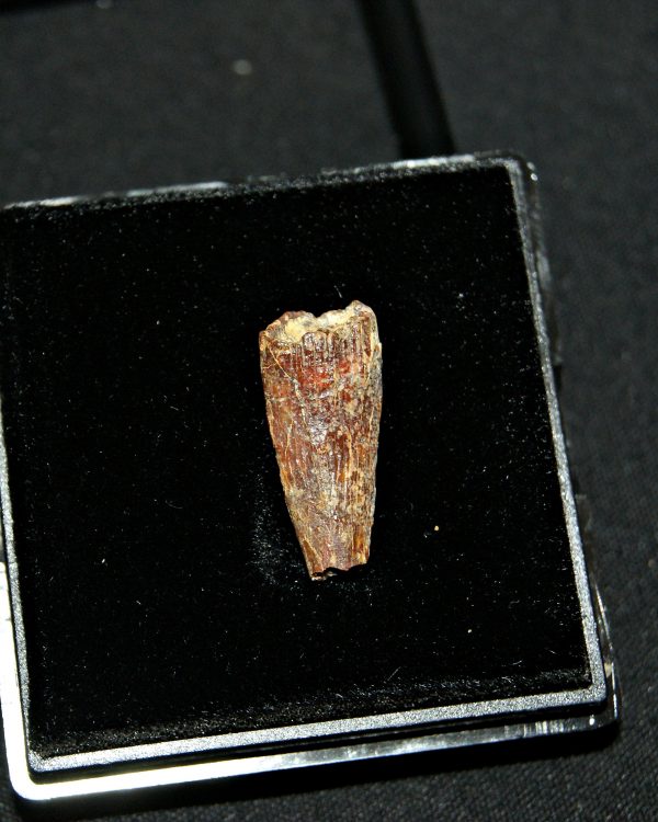 SONY DSC Diente de pterosaurio