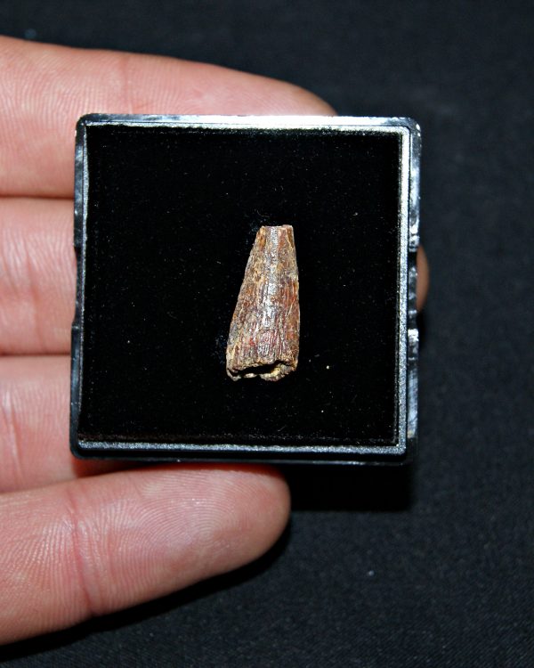 SONY DSC Diente de pterosaurio