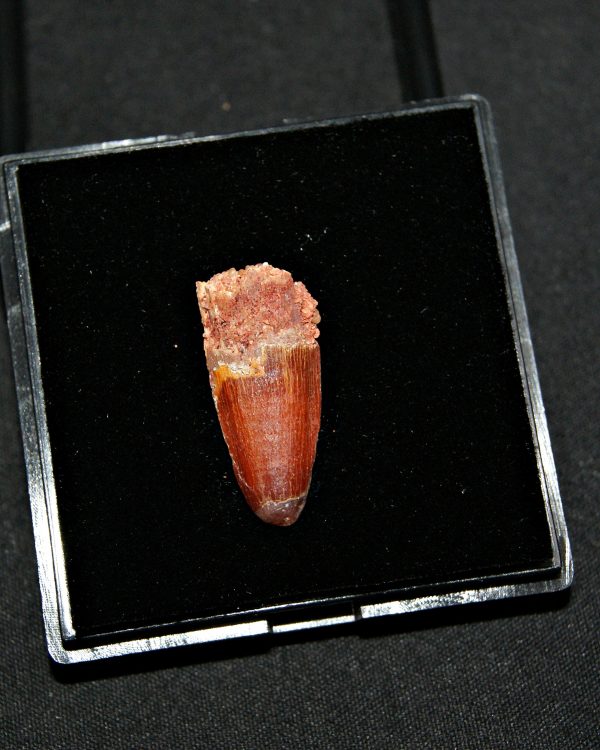 SONY DSC Diente juvenil de Spinosaurus