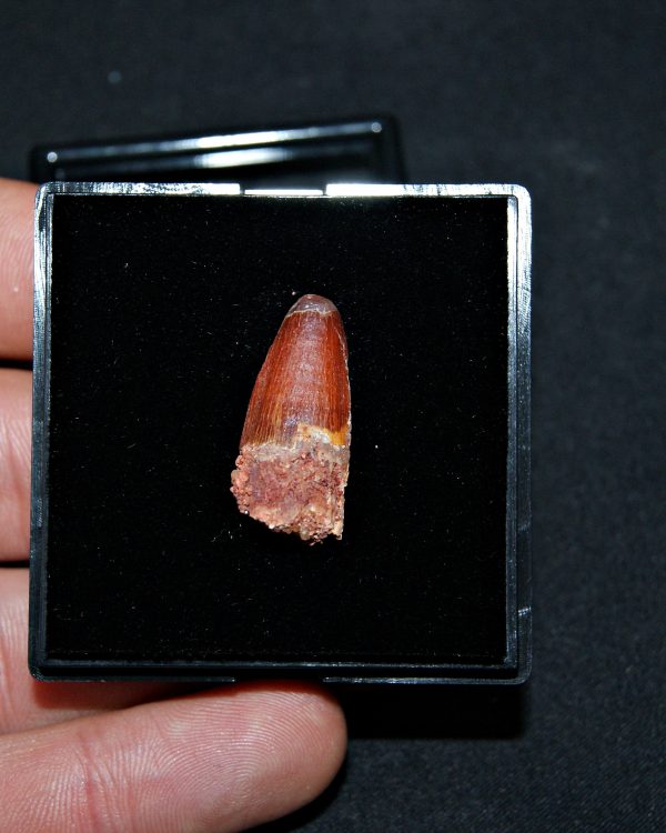 SONY DSC Diente juvenil de Spinosaurus