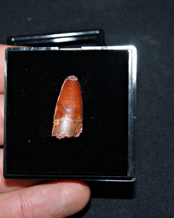 SONY DSC Diente juvenil de Spinosaurus