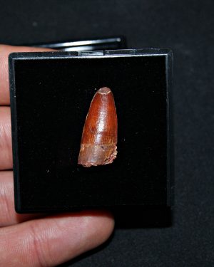 Diente juvenil de Spinosaurus