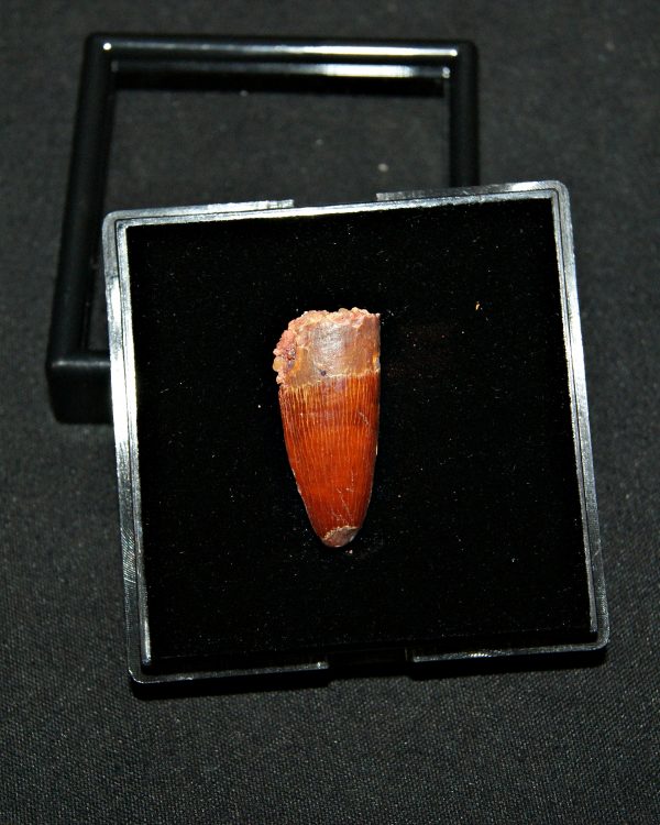 SONY DSC Diente juvenil de Spinosaurus