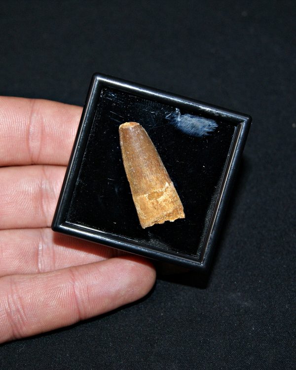 SONY DSC Spinosaurus aegyptiacus