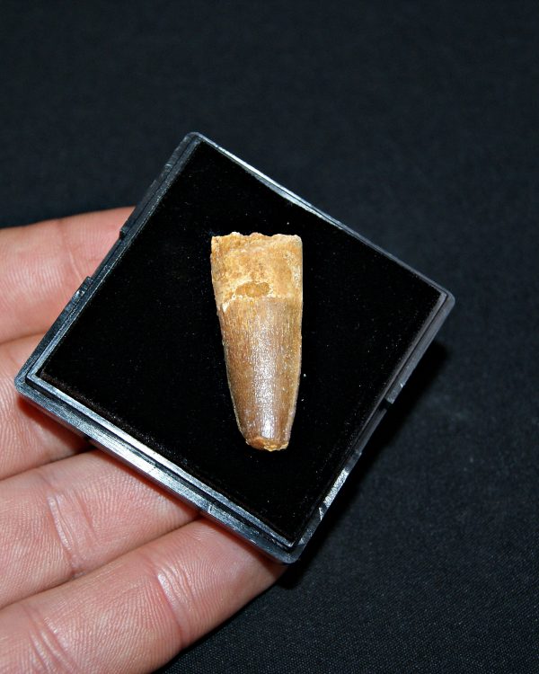 SONY DSC Spinosaurus aegyptiacus