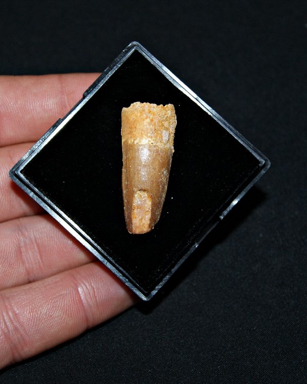 SONY DSC Spinosaurus aegyptiacus