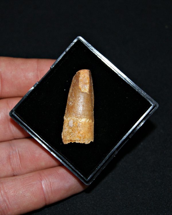 SONY DSC Spinosaurus aegyptiacus