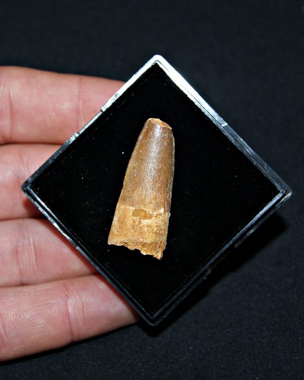 SONY DSC Spinosaurus aegyptiacus