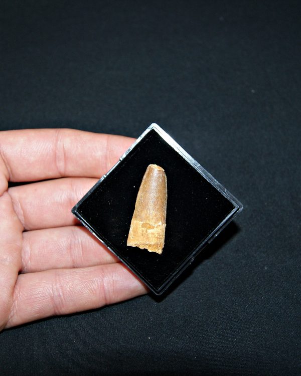 SONY DSC Spinosaurus aegyptiacus