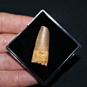 Spinosaurus aegyptiacus